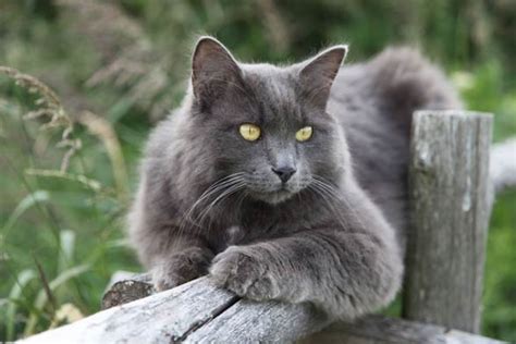 Nebelung - Alchetron, The Free Social Encyclopedia