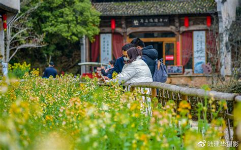 篁岭山岗上的樱花开了的时候，梯田油菜花海就要来了