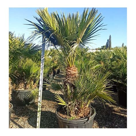 Chamaerops Humilis Palmier Doum Pot De 40 Litres Stipre 40 60 Total