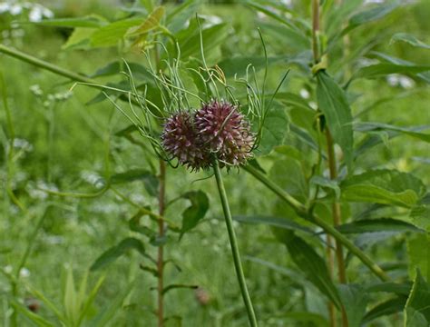 Weeds That Taste Amazing On Pizza With Recipe The Grow Network