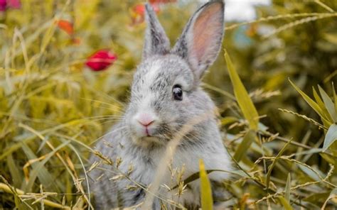 Charming Rabbit Names With Their Meanings Name Doa