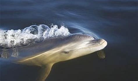New Dolphin Species Tursiops Australis Discovered In Victoria
