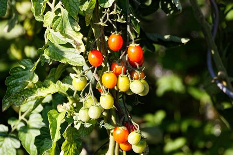 Tomaten Lebensmittel Gemüse Kostenloses Foto auf Pixabay