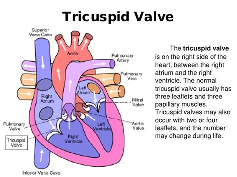 Human Heart