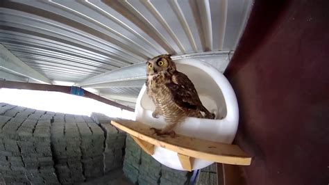 Owl Barrel Nest Box Youtube