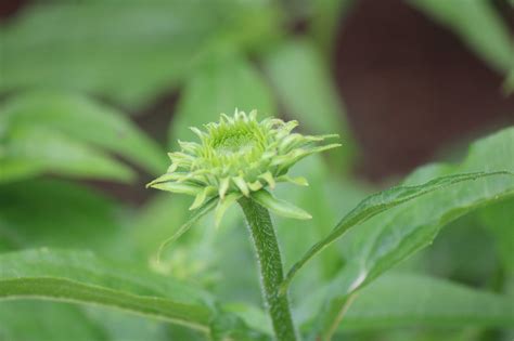 Flor Brote Planta Foto Gratis En Pixabay Pixabay