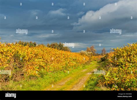 Japanese Knotweed Garden Hi Res Stock Photography And Images Alamy