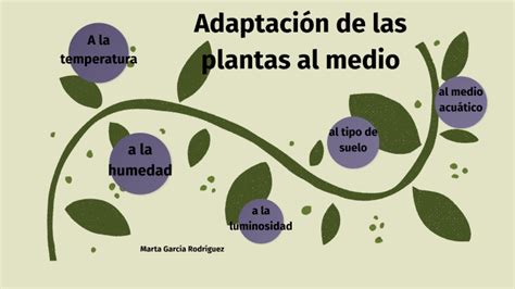 Descuido Evaluar Lamer Adaptaciones De Las Plantas En El Medio Ambiente