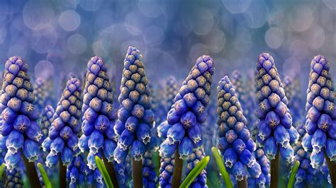 Purple Hyacinth Wallpaper