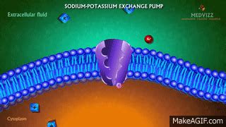 Sodium Potassium Pump Animated Lecture On Make A