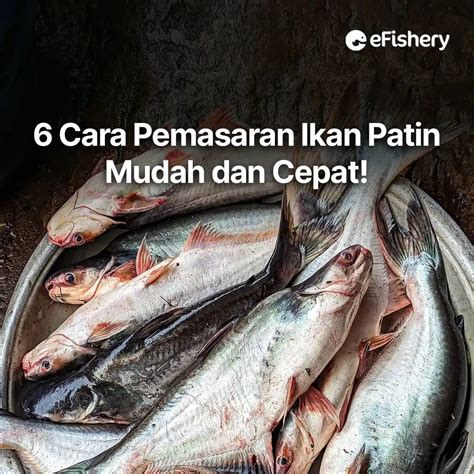 Cara Pemasaran Ikan Patin Mudah Dan Cepat