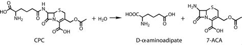 [12 Min] Sar Of Cephalosporins Sewage Fungi Attempts To Replace Penicillin R Sar Med Chem