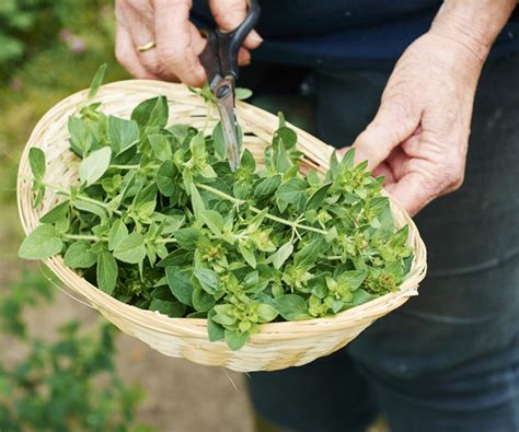 How To Grow Oregano For An Aromatic Addition To Your Herb Garden