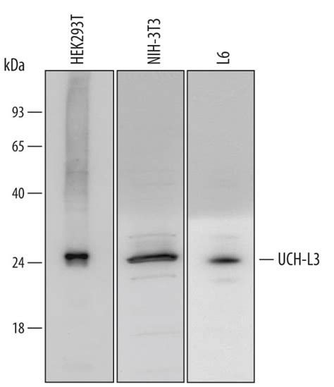 Humanmouserat Uch L3 Antibody Af6008 Bio Techne