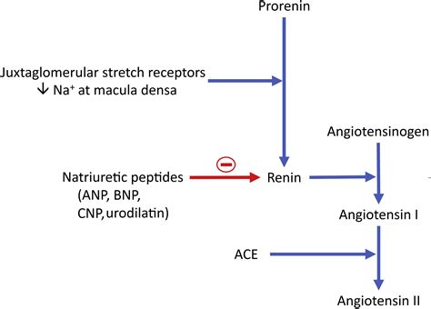 Angiotensin Converting Enzyme Inhibitors And Angiotensin Receptor Blockers Bja Education