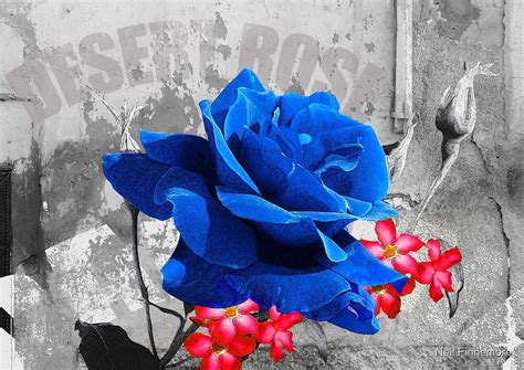 "DESERT ROSE BLUE" by Neil Finnemore | Redbubble