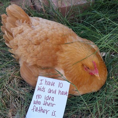 11 Chicken Shaming Pics That Perfectly Characterize Farm Life Chicken