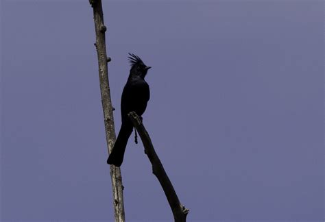 Phainopepla Mine S Road Del Puerto Canyon Fieldtrip PSeubert Flickr