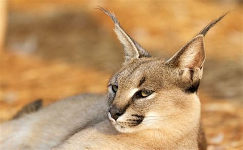 Volunteer with Caracals | Incredible Safaris | Kalahari 2025
