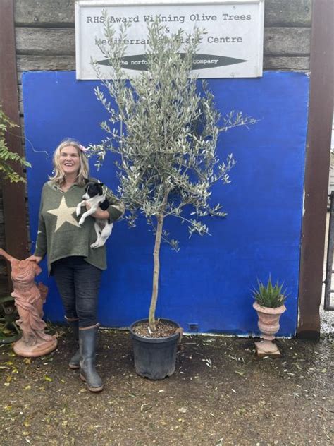 Frantoio Olive Tree Free Delivery The Norfolk Olive Tree Company