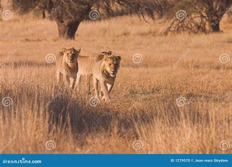 Young Lions Hunting Stock Photo - Image: 1279570