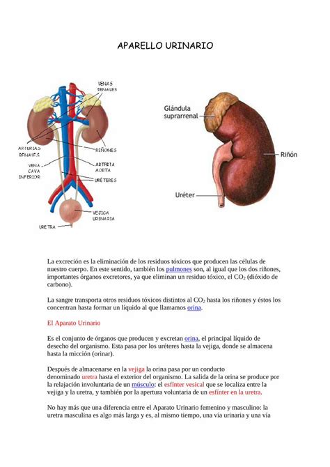 PDF APARELLO URINARIO Consellería de Cultura URINA La función