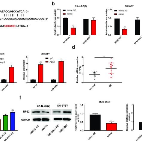 Mir 449a Negatively Regulated Rps2 Expression A The Binding Site Of