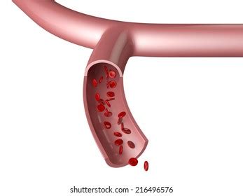 Blood Vessel Cells Hemoglobin Hb On Stock Illustration 216496576