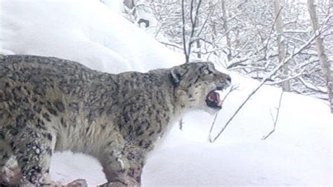 Watch this rare, striking footage of a snow leopard calling out in the ...