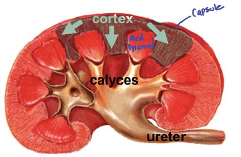 Cr Renal Histology Flashcards Quizlet