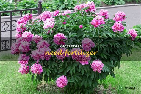 How To Fertilize Peonies For Maximum Blooms ShunCy