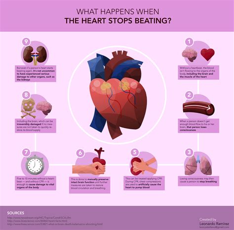 What Happens When The Heart Stops Beating Infographi Behance