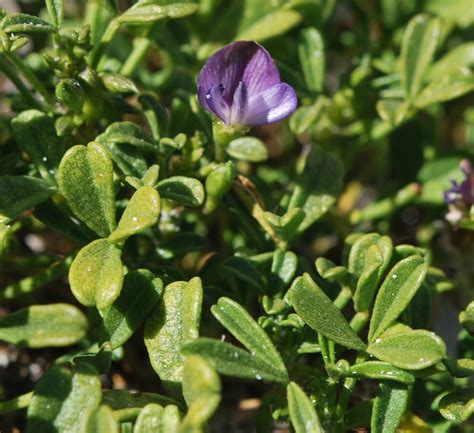 Creeping Fountainbush From Tanbakbaai Between Saldanha Bay And