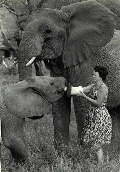 Dame Daphne Sheldrick Feeds Sobo With Eleanor Behind The David