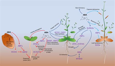 Abscisic Acid Dynamics Signaling And Functions In Plants Chen