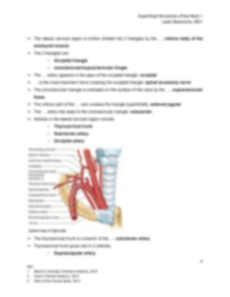 SOLUTION Superficial Structures Of The Neck 1 Studypool