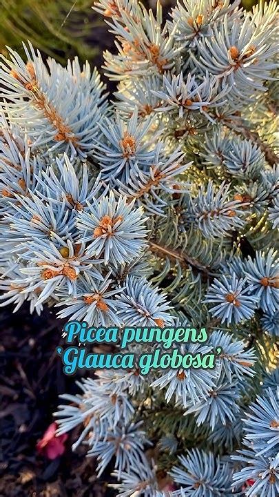 Picea Pungens ‘glauca Globosa Aka ‘colorado Globe Blue Spruce