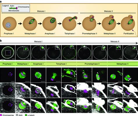 Actin And Microtubule Dynamics Are Tightly Coupled During Oocyte