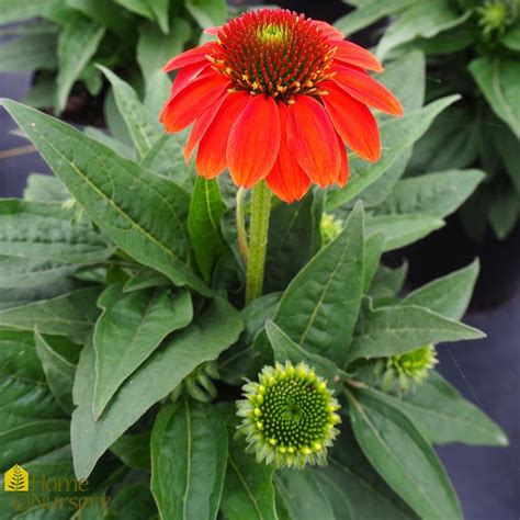 Echinacea X Sombrero Poco Hot Coral Coneflower From Home Nursery