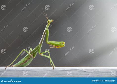 Green Praying Mantis Stock Image Image Of Body Studio