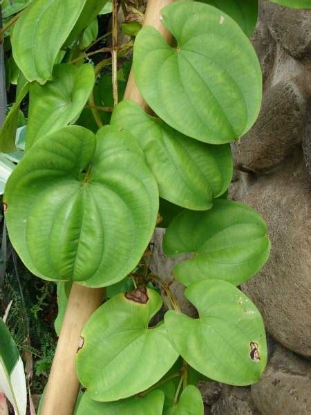 Dioscorea Alata Only Foods