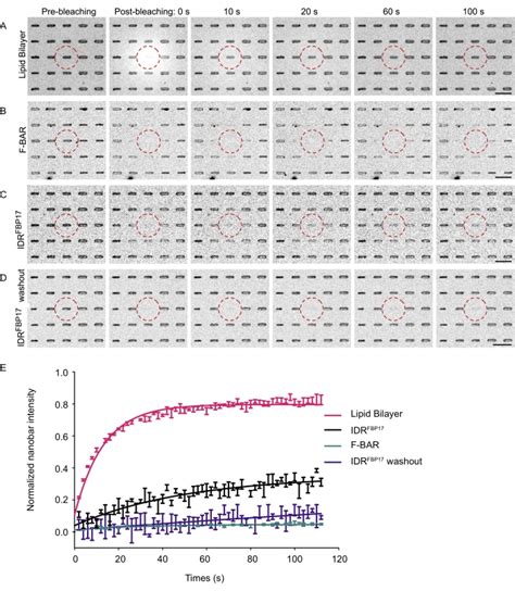 A Nanobar Supported Lipid Bilayer System For The Study Of Membrane