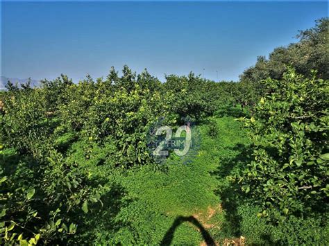 Terreno Agricolo Strada Provinciale Bagheria Misilmeri 9 Bagheria Rif