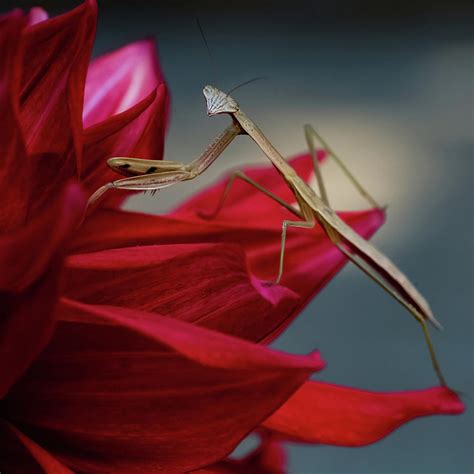 Pretty In Red Praying Mantis Photograph By Alinna Lee Fine Art America