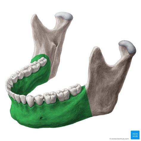 The Mandible Anatomy Structures Fractures Kenhub