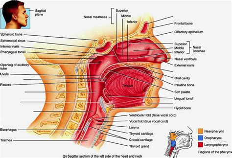 PH 505 Upper Respiratory System Diagram Quizlet