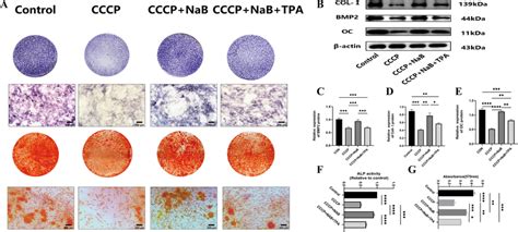 Nab Promotes Osteogenic Differentiation And Osteogenic Gene Expression