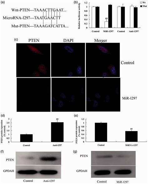 Microrna 1297 Suppressed The Aktgsk3β Signaling Pathway And Stimulated