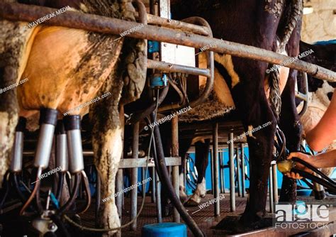 Row Of Cows Being Milked Stock Photo Picture And Royalty Free Image