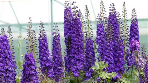 Wallpaper Delphinium Flowers Purple Bright Green Hd Picture Image